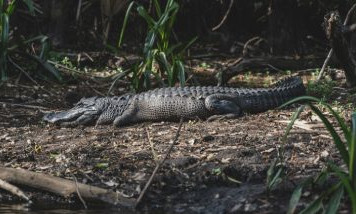 decouvrir-alligator-bay.jpg