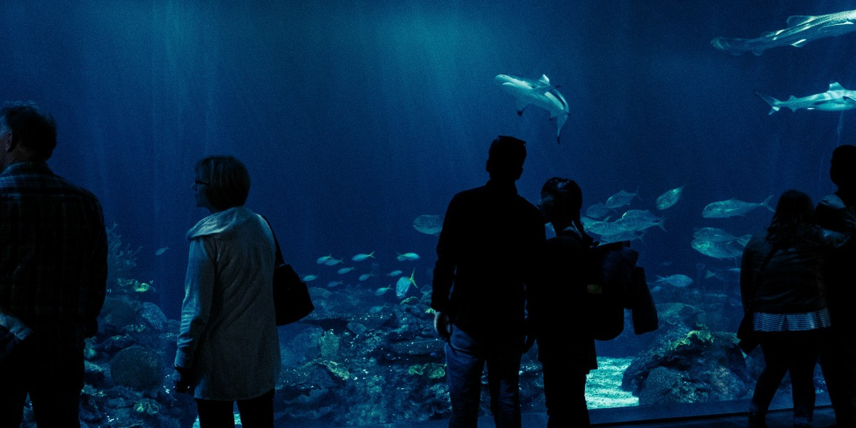 aquarium-saint-malo.jpg