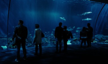 visite-aquarium-saint-malo.jpg